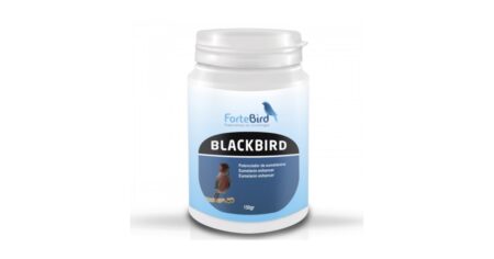 Blackbird Fortebird