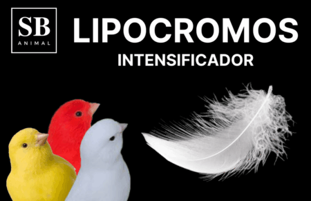 CHAMPU E INTENSIFICADOR LIPOCROMOS