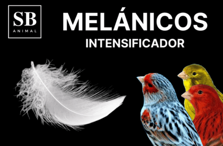 CHAMPU E INTENSIFICADOR MELANICOS
