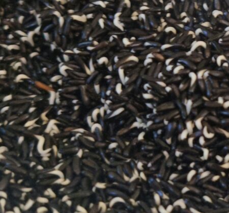 Negrillo Alta germinación 24 HORAS